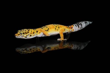 Siyah Geçmişli Leopar Gecko