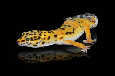 Siyah Geçmişli Leopar Gecko