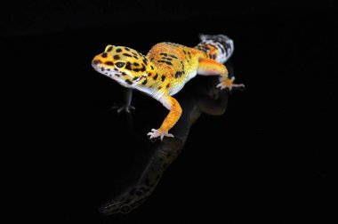 Siyah Geçmişli Leopar Gecko