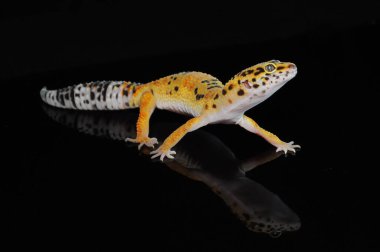 Siyah Geçmişli Leopar Gecko