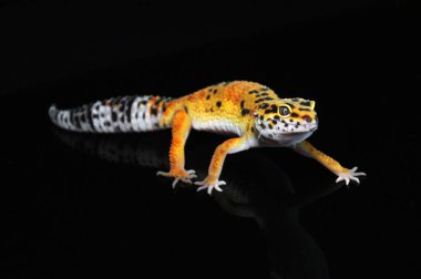 Siyah Geçmişli Leopar Gecko