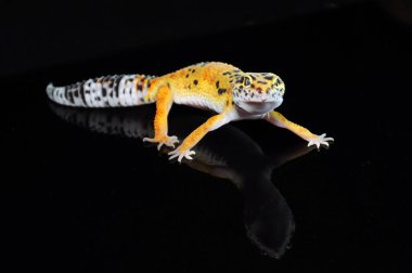 Siyah Geçmişli Leopar Gecko