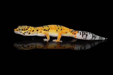 Siyah Geçmişli Leopar Gecko