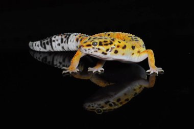 Siyah Geçmişli Leopar Gecko