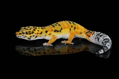 Siyah Geçmişli Leopar Gecko