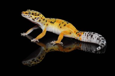 Siyah Geçmişli Leopar Gecko