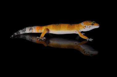 Siyah Geçmişli Leopar Gecko