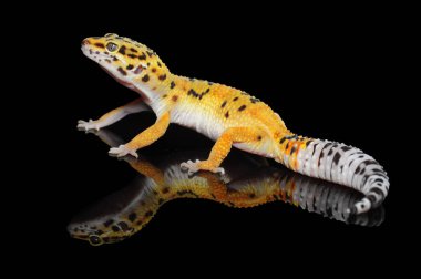 Siyah Geçmişli Leopar Gecko