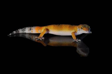 Siyah Geçmişli Leopar Gecko