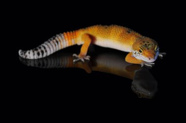 Siyah Geçmişli Leopar Gecko