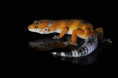 Siyah Geçmişli Leopar Gecko