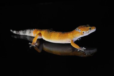 Siyah Geçmişli Leopar Gecko