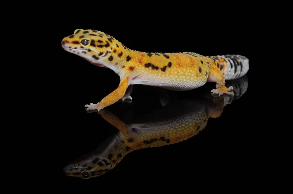 Gecko Léopard Avec Fond Noir — Photo