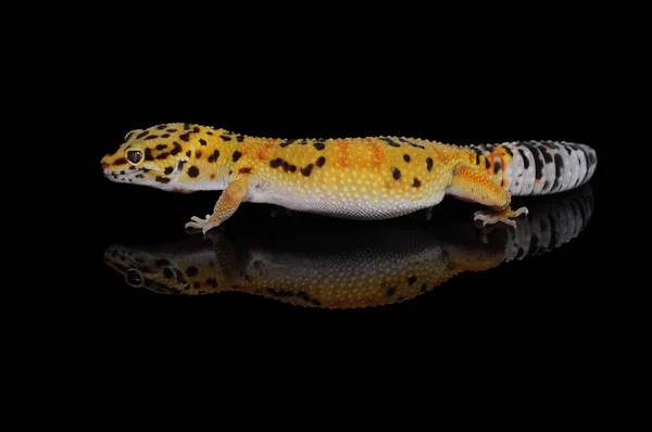 Gecko Léopard Avec Fond Noir — Photo