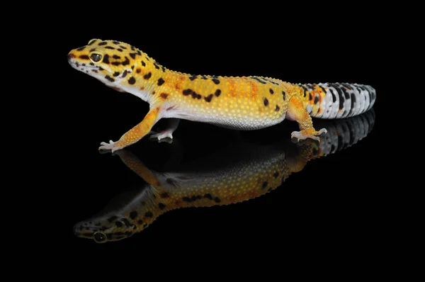 Leopard Gecko Black Background — Stock Photo, Image