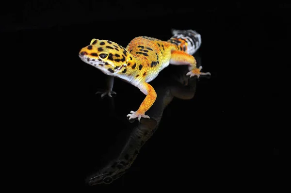 Gecko Leopardo Con Fondo Negro —  Fotos de Stock