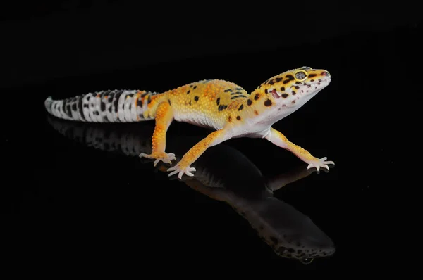 Lampart Gecko Czarnym Tle — Zdjęcie stockowe