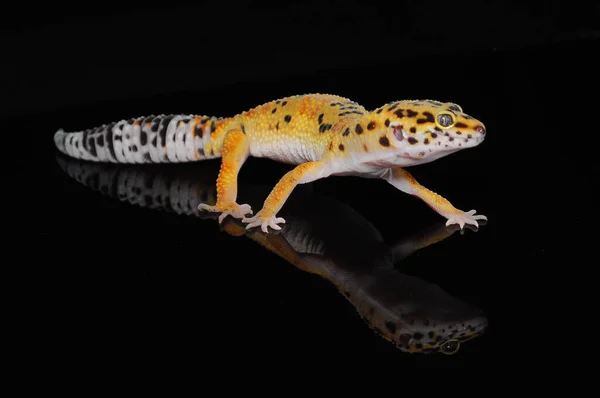 Leopard Gecko Чорним Тлом — стокове фото