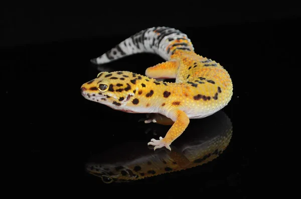 Gecko Léopard Avec Fond Noir — Photo