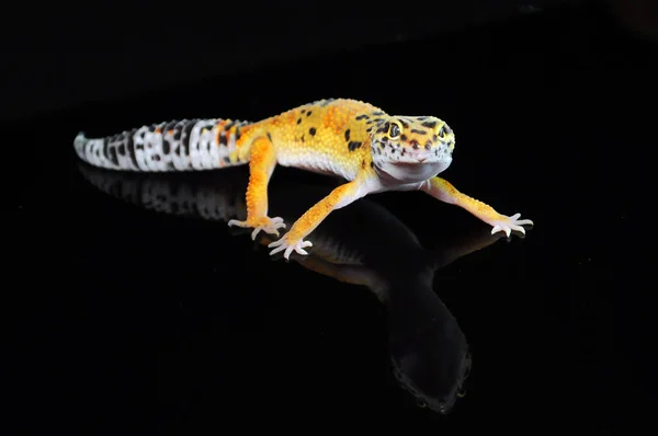 Gecko Leopardo Con Fondo Negro —  Fotos de Stock