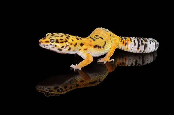 Lampart Gecko Czarnym Tle — Zdjęcie stockowe