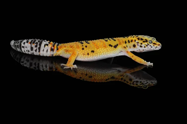 Gecko Leopardo Con Fondo Negro — Foto de Stock