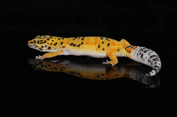 Leopard Gecko Чорним Тлом — стокове фото
