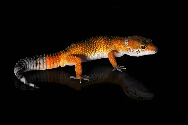 Lampart Gecko Czarnym Tle — Zdjęcie stockowe