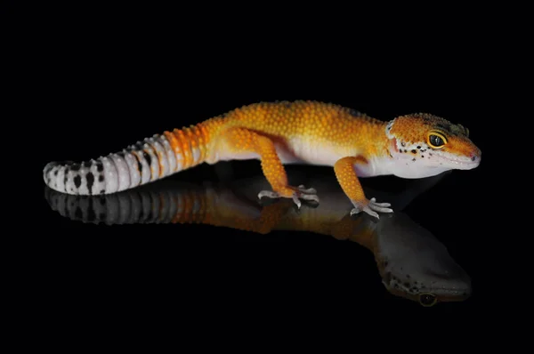 Leopardo Gecko Com Fundo Preto — Fotografia de Stock
