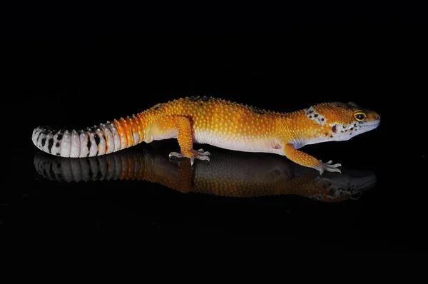 Leopardo Gecko Com Fundo Preto — Fotografia de Stock