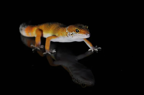 黒の背景を持つヒョウGecko — ストック写真