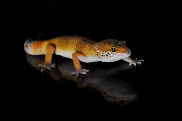Lampart Gecko Czarnym Tle — Zdjęcie stockowe