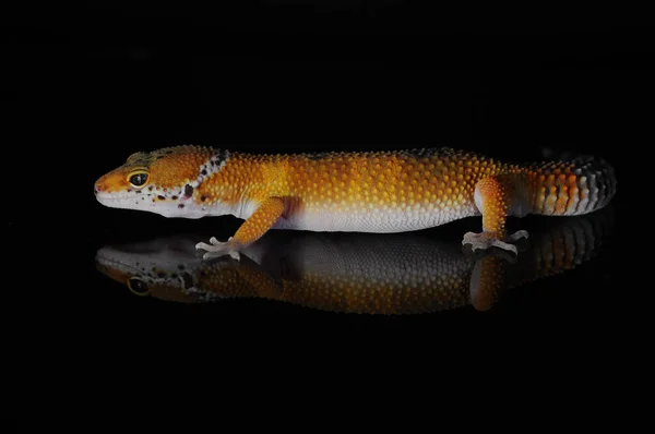 Leopard Gecko Med Svart Bakgrunn – stockfoto