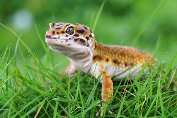 Geco Lampart Gecko Trawie — Zdjęcie stockowe