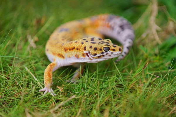 Léopard Geco Gecko Sur Herbe — Photo