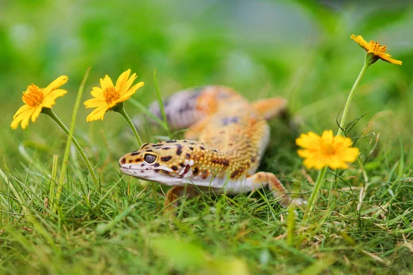 Leopard Geco Gecko Auf Dem Gras — Stockfoto