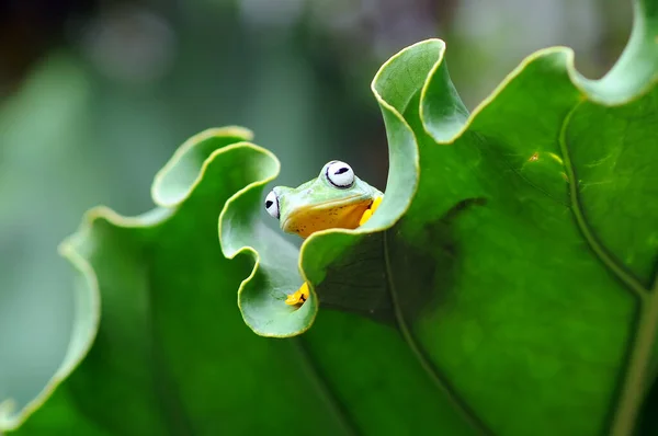 나뭇잎 개구리 개구리 날으는 개구리 — 스톡 사진