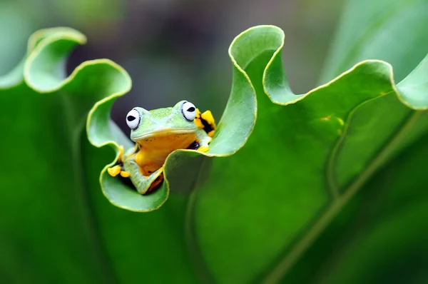 Kikker Een Blad Boomkikker Vliegende Kikker — Stockfoto