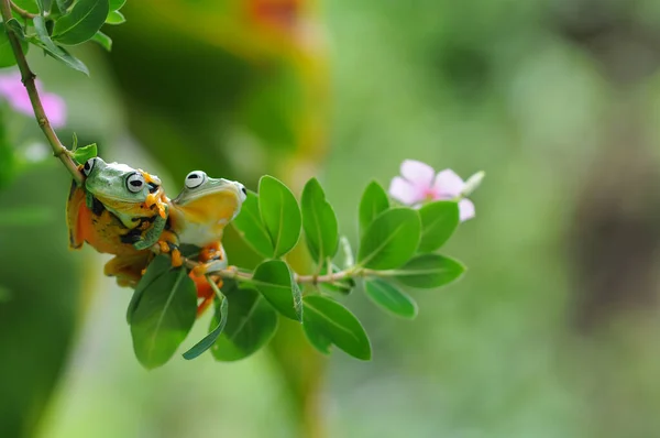 Frosch Auf Blatt Laubfrosch Fliegender Frosch — Stockfoto