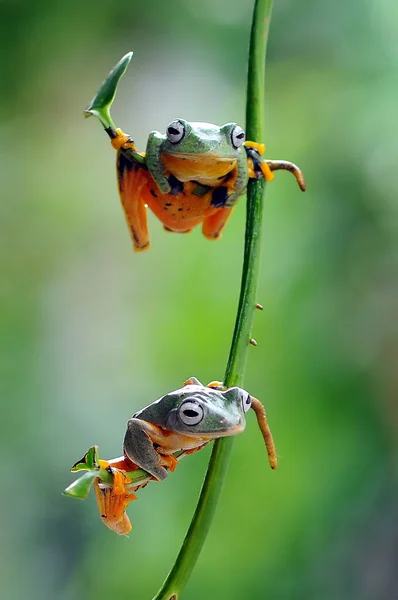 Rana Una Foglia Rana Albero Rana Volante — Foto Stock