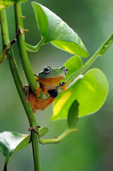 나뭇잎 개구리 개구리 날으는 개구리 — 스톡 사진