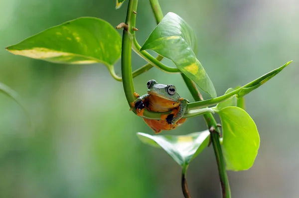 葉の上のカエル 木のカエル 飛ぶカエル — ストック写真