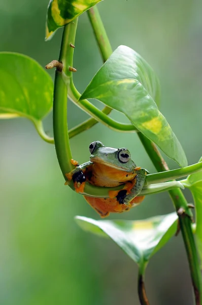 葉の上のカエル 木のカエル 飛ぶカエル — ストック写真