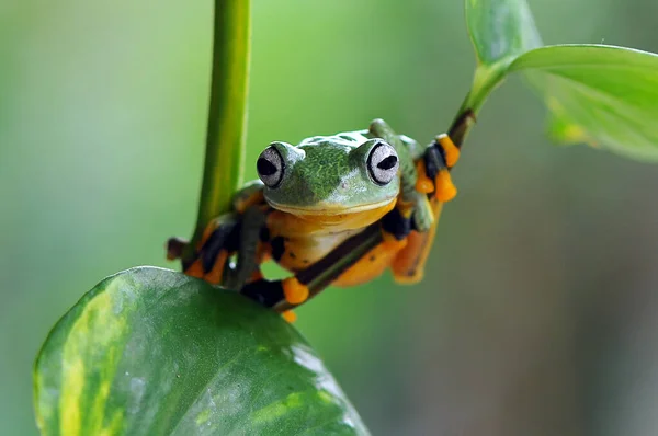 Rana Sobre Una Hoja Rana Arborícola Rana Voladora — Foto de Stock