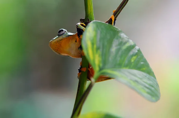 Frosch Auf Blatt Laubfrosch Fliegender Frosch — Stockfoto