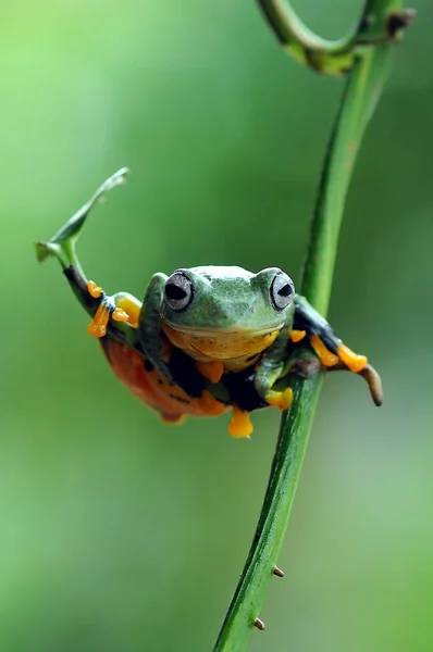 葉の上のカエル 木のカエル 飛ぶカエル — ストック写真
