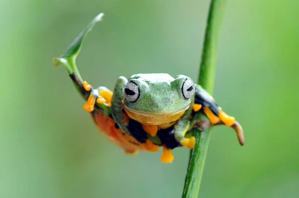 Frog Leaf Tree Frog Flying Frog — Stock Photo, Image