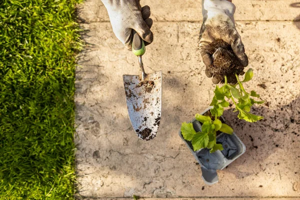 men is planting a planting in a garden, man with shovel in gloves