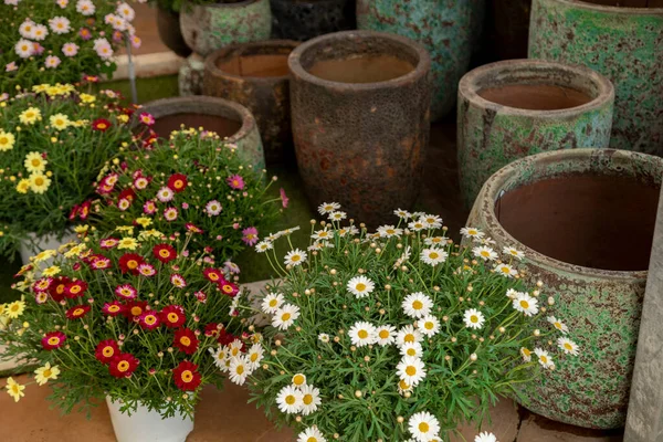 Farklı otlarla güzel bir bahçe dükkanı