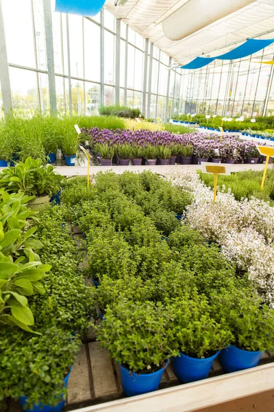 Beautiful Garden Shop Different Herbs Imagine de stoc